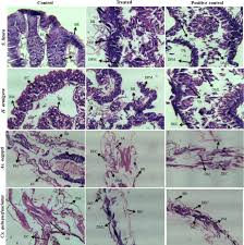 Image result for Vernonia nepetifolia