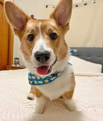 Black White And Brown Corgi Cheddar Finally Fits Into His Cheese Bandana Your Daily Dose Of Cute Puppies And Amazing Corgi Dogs Pitbull German Shepard In 2020 Corgi Corgi Dog Vizsla Puppies