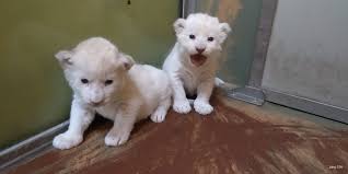 Hodonín zoo, is a czech zoo, located on the northwestern outskirts of hodonín in south moravia, czech republic. Brnonewsctv On Twitter Two Reasons For Celebration Got In Zoo In Hodonin Two Little Lions Were Born Aren T They Cute Zoohodonin Hodonin Nature Lions Https T Co Cdn4wzfdps