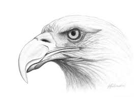 Bald Eagle Black And White Drawing Graphite Drawings Google Search Eagle Drawing Graphite Drawings Drawings