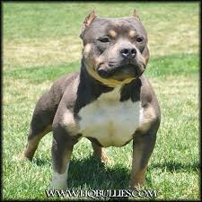 Pin On Pitbulls