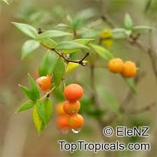 Image result for Alyxia