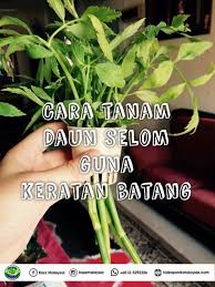 Daun selom, oenanthe javanica it's commonly used as an ulam, eaten raw with a fresh sambal belacan. Kazz Hidroponik Cara Mudah Tanam Daun Selom Guna Kaedah Facebook
