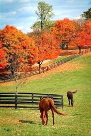 Pin By Maral On Cheval Autumn Scenery Autumn Scenes Fall Pictures