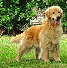 Che sia un gioco, un altro cane con cui giocare, distruggere il divano o… abbaiare. Morsorosso Razze Canine Che Non Abbaiano
