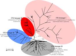 Image result for Englerina