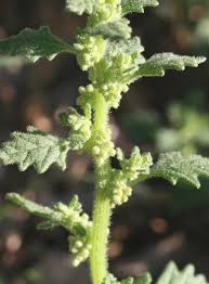 Image result for Dysphania