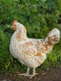 Black And White Speckled Chicken Breed This Cute Hen Is An Aloha Breed Chicken Breeds Laying Chickens Breeds Chicken Farming House