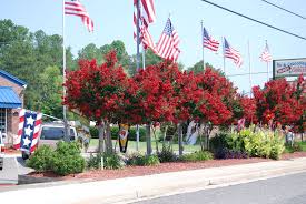 Image result for Lagerstroemia indica