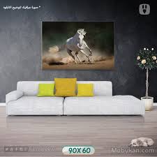arabian horse in white arabian horse horses arabians