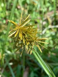 Image result for Cyperus sp.no.5