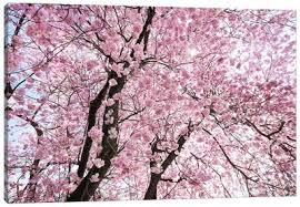 Cherry blossom canvas wall art. Cherry Blossoms Canvas Art Icanvas