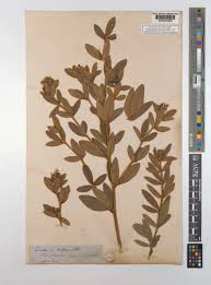 Image result for Eriosema