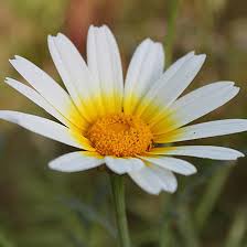 Maybe you would like to learn more about one of these? Top 25 Most Beautiful White Flowers