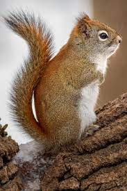 Little Statue By Scott Denny 500px Cute Squirrel Squirrel Pictures Cute Animals