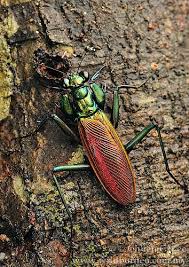 Metallic Mantis Metallyticus Splendidus Sabah Borneo Insect Collection Praying Mantis Stick Insect