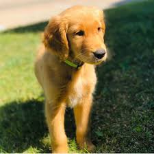 Past Litters Creed Goldens