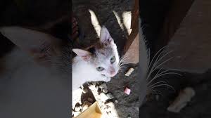 600 x 400 png 107 кб. Cats Eating Marshmallow Youtube