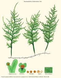 Image result for Hymenophyllum hirsutum