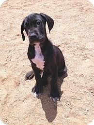 To read more about dane Austin Tx Great Dane Meet Dane Puppies A Pet For Adoption