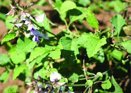Image result for Crotalaria vasculosa