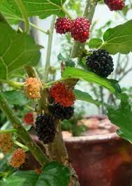 We did not find results for: Anim Agro Technology Mulberi Bagaimana Tanam