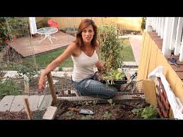 Lettuce is a cool season crop. How To Grow Lettuce In Hot Weather Quick Easy Tips Youtube