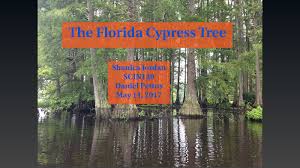Free shipping on orders over $99 with arrive alive guarantee from the tree center. The Florida Cypress Tree By Shanica Jordan