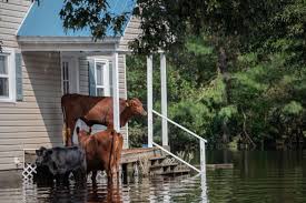 The premium sale price that houses near or on the water are going for always tickles me. Houses On Floodplains Are Massively Overvalued Popular Science