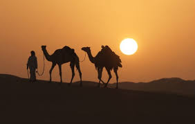 The body structure of a camel helps it to survive in desert conditions. How Living Things Survive In The Desert Environment Of U A E By Rashida Amir Medium