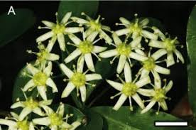 Image result for Putterlickia