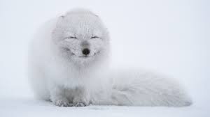 Pin By Cindy Kettle On God S Wonderful Creation Cute Animals Animal Pictures Cute Animal Pictures