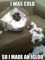 Dog Exploding Pillow Google Search Funny Dog Pictures Funny Animals Funny Animal Pictures