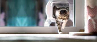 Some plans even help with preventative care, so if you are considering here at pet angels animal hospital, we also accept carecredit, a credit card that can be used at many veterinary clinics. Welcome To Angel Animal Hospital Farmington Hills Veterinarians