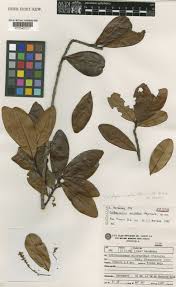 Image result for Ixonanthaceae