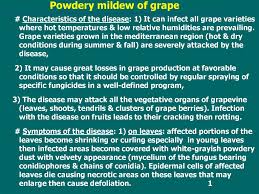 However, spores can germinate with temperatures from 34°f to 86°f and in the absence of free moisture when humidity is high (at least 90 percent) for. Powdery Mildew Of Grape Prezentaciya Onlajn