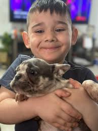 Lost dog in El Rio Lane Desert Hot Springs