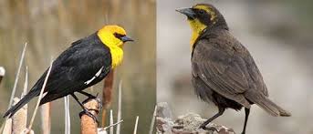 Black Bird With White Stripes On Wings 404 Category Not Found Minnesota Birds Black Bird Common Birds