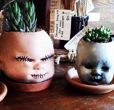 Tips for semi-hydroponic brassia orchid transfer?