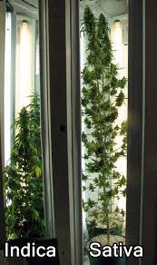 How tall do weed plants grow? A Guide To Growing Sativa Strains Indoors Grow Weed Easy