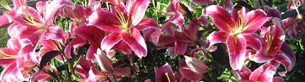 Same day delivery, low price guarantee.send flowers, baskets, funeral for the very best flowers in itasca county, minnesota look no further than avas flowers. Blue Iris Grand Rapids Mn Alignable