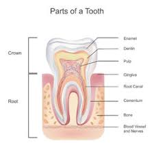 Image result for Tooth Anatomy