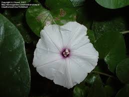 Image result for Ipomoea marginata