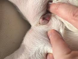 The breed is the result of a cross between toy bulldogs imported from england and local ratters in paris, france, in the 1800s. My 1 Year Old Female French Bulldog Has Sores On Her Vagina She Is Spayed A Male Dog Did Recently Lick Her A Lot Down There So That Petcoach