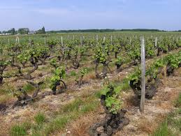 Controlling wild grapevines also inhibits the spread of western grape leaf skeletonizer insects that thrive on the wild grapes then migrate to cultivated vines. Vine Training Wikipedia