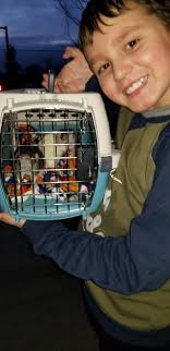 When to neuter pet rats?