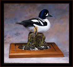 Bird Taxidermy Waterfowl And Duck Mount Gallery In 2021 Bird Taxidermy Bird Duck Mount
