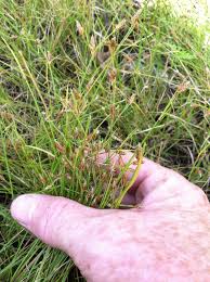 Image result for Cyperaceae