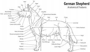 German Shepherd Dog Breed Information Dog Anatomy German Shepherd German Shepherd Mom