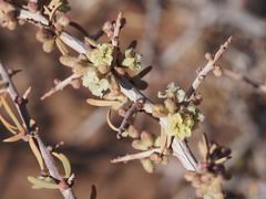 Image result for Phaeoptilum spinosum